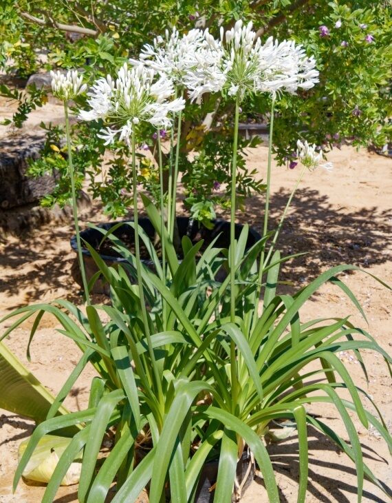 Agapanthus africanus Albus – Agapanthe d’Afrique blanche - Vins Rouges Harmonieux pour Chaque Occasion Agapanthus africanus Albus – Agapanthe d’Afrique blanche - Vins Rouges Harmonieux pour Chaque Occasion