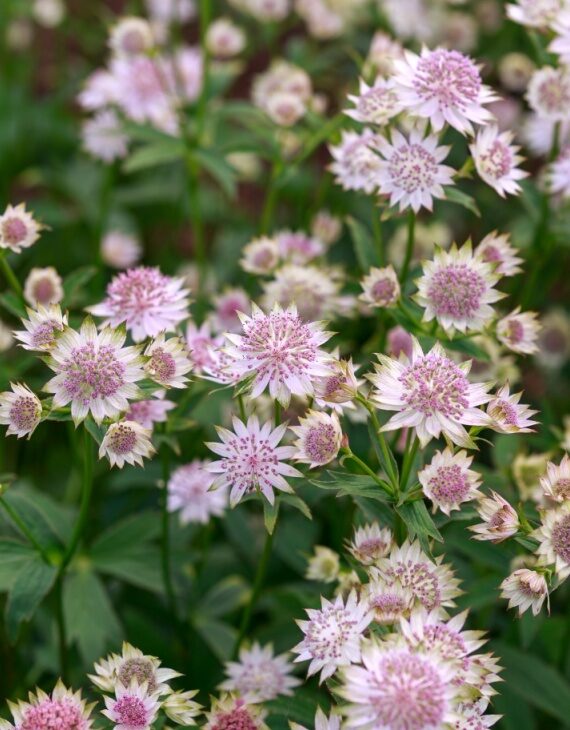 Astrantia major Roma ® – Grande Astrance - Vins Rouges Harmonieux pour Chaque Occasion Astrantia major Roma ® – Grande Astrance - Vins Rouges Harmonieux pour Chaque Occasion