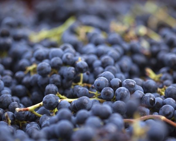 Anglais professionnel – Renforcement linguistique autour des situations de vente et de dégustation de vins – À Marseille – Certification CLOE - Vins Rouges Harmonieux pour Chaque Occasion