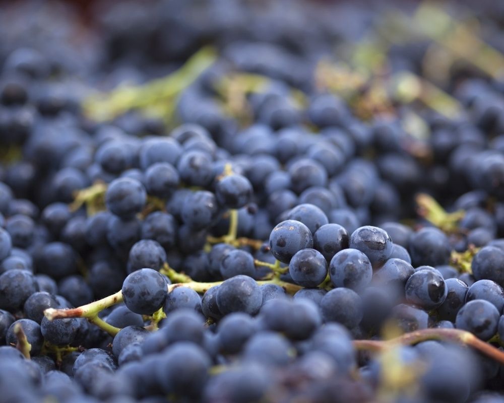 Anglais professionnel – Renforcement linguistique autour des situations de vente et de dégustation de vins – À Marseille – Certification CLOE - Vins Rouges Harmonieux pour Chaque Occasion Anglais professionnel – Renforcement linguistique autour des situations de vente et de dégustation de vins – À Marseille – Certification CLOE - Vins Rouges Harmonieux pour Chaque Occasion