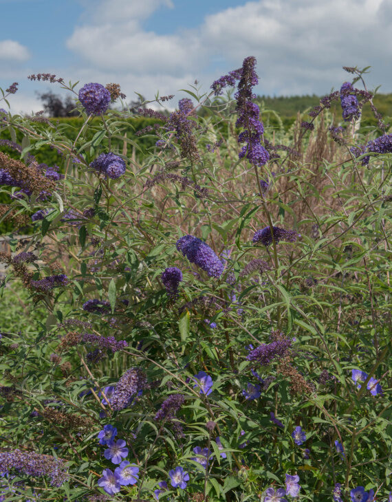 Buddleia davidii Nanho Blue – Arbre aux papillons - Vins Rouges Harmonieux pour Chaque Occasion Buddleia davidii Nanho Blue – Arbre aux papillons - Vins Rouges Harmonieux pour Chaque Occasion