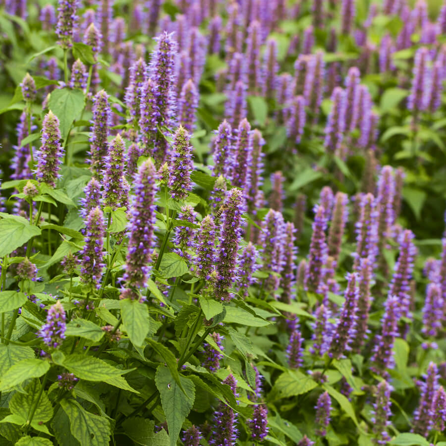 Agastache Foeniculum (Hysope anisée) – Blue Giant Hyssop - Vins Rouges Harmonieux pour Chaque Occasion Agastache Foeniculum (Hysope anisée) – Blue Giant Hyssop - Vins Rouges Harmonieux pour Chaque Occasion