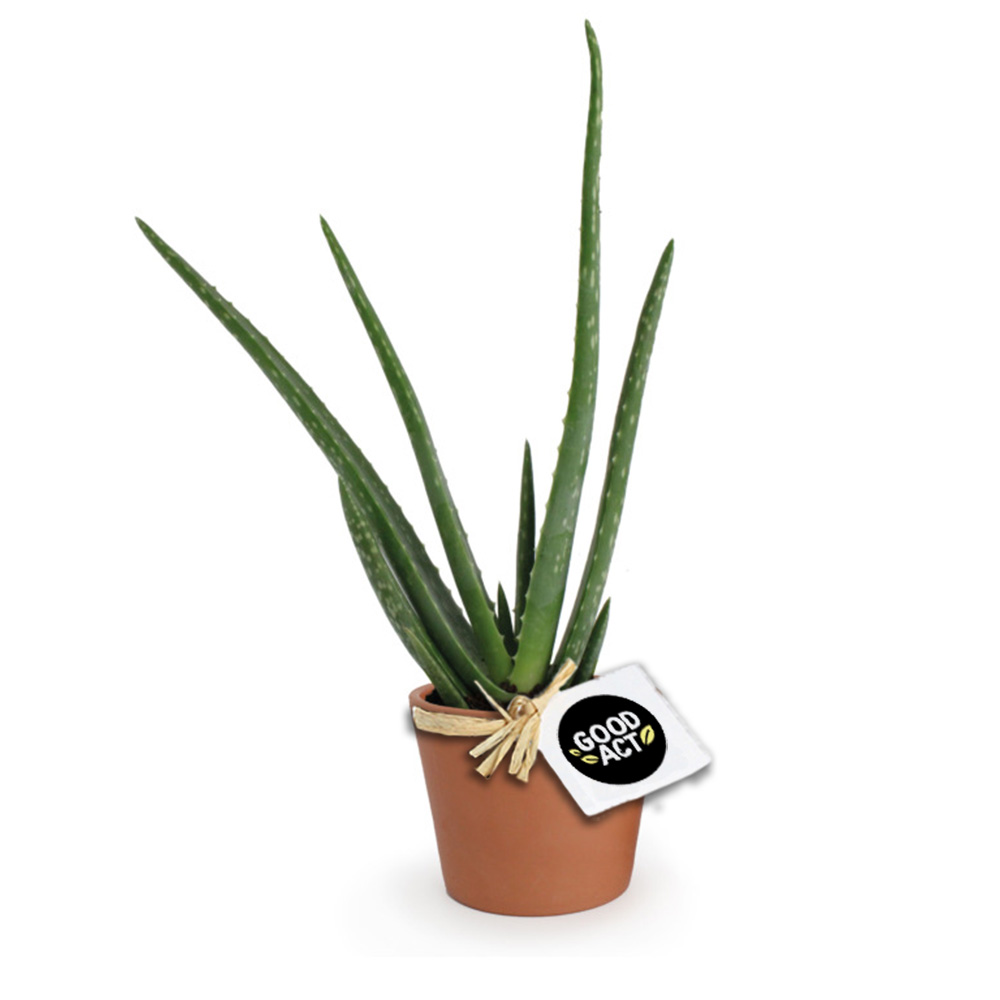 Aloe Vera à offrir dans pot en terre cuite - Vins Rouges Harmonieux pour Chaque Occasion Aloe Vera à offrir dans pot en terre cuite - Vins Rouges Harmonieux pour Chaque Occasion