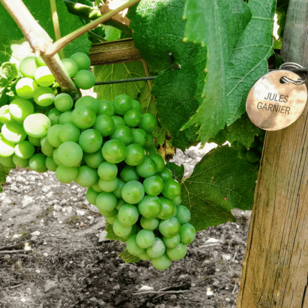 Adoptez vos vignes chez un vigneron d&rsquo;exception - Vins Rouges Harmonieux pour Chaque Occasion