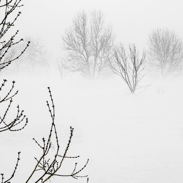 brumes hivernales ~ affiche (60 x 60 cm) - Vins Rouges Harmonieux pour Chaque Occasion