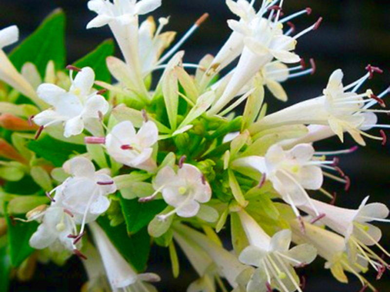 ABELIA chinensis - Vins Rouges Harmonieux pour Chaque Occasion ABELIA chinensis - Vins Rouges Harmonieux pour Chaque Occasion