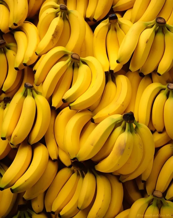 BANANE - Vins Rouges Harmonieux pour Chaque Occasion