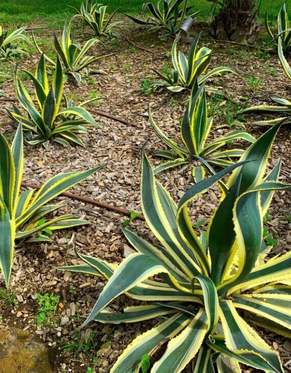 Agave americana Variegata – Agave américain panaché - Vins Rouges Harmonieux pour Chaque Occasion Agave americana Variegata – Agave américain panaché - Vins Rouges Harmonieux pour Chaque Occasion