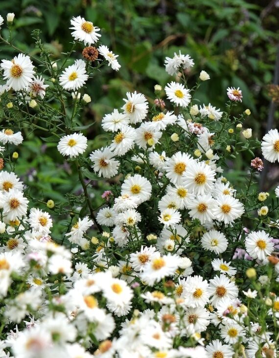 Aster novi-belgii White Ladies – Aster grand d’automne - Vins Rouges Harmonieux pour Chaque Occasion Aster novi-belgii White Ladies – Aster grand d’automne - Vins Rouges Harmonieux pour Chaque Occasion