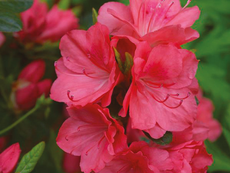 AZALEA japonica Flash Danse ® Salmon’ - Vins Rouges Harmonieux pour Chaque Occasion AZALEA japonica Flash Danse ® Salmon’ - Vins Rouges Harmonieux pour Chaque Occasion