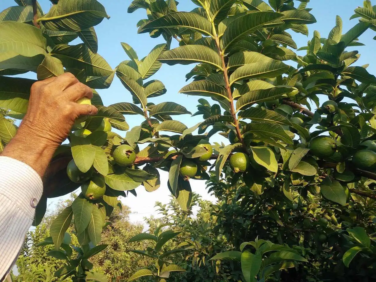 Atelier découverte des plantes médicinales - Vins Rouges Harmonieux pour Chaque Occasion Atelier découverte des plantes médicinales - Vins Rouges Harmonieux pour Chaque Occasion