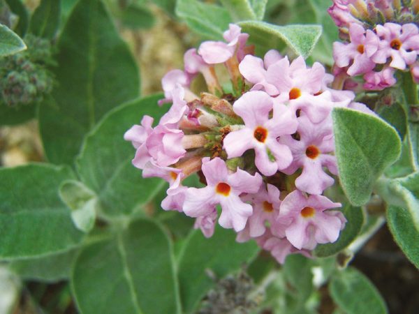 BUDDLEJA agathosma - Vins Rouges Harmonieux pour Chaque Occasion