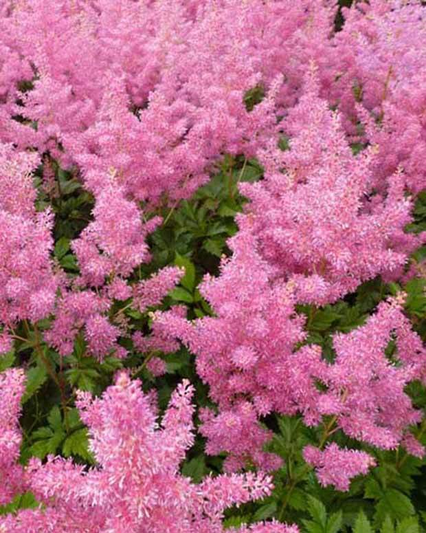ASTILBE PINK - Vins Rouges Harmonieux pour Chaque Occasion ASTILBE PINK - Vins Rouges Harmonieux pour Chaque Occasion
