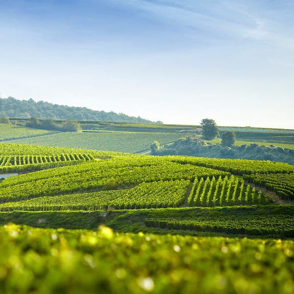 Aux 4 vents rosé-Clos Bagatelle - Vins Rouges Harmonieux pour Chaque Occasion Aux 4 vents rosé-Clos Bagatelle - Vins Rouges Harmonieux pour Chaque Occasion