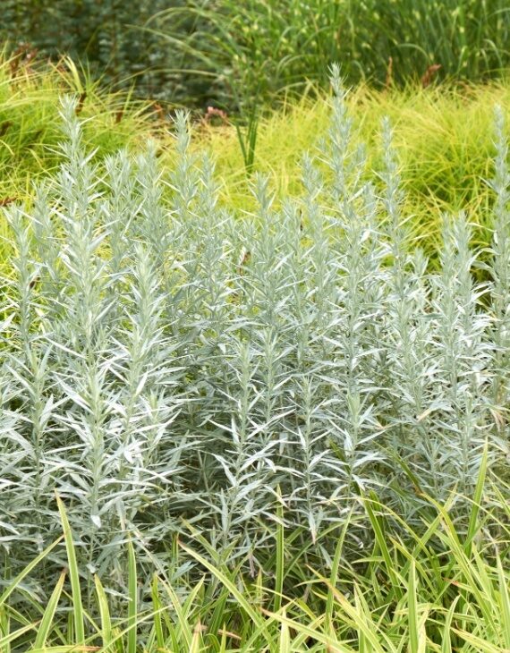 Artemisia ludoviciana Silver Queen – Armoise - Vins Rouges Harmonieux pour Chaque Occasion Artemisia ludoviciana Silver Queen – Armoise - Vins Rouges Harmonieux pour Chaque Occasion