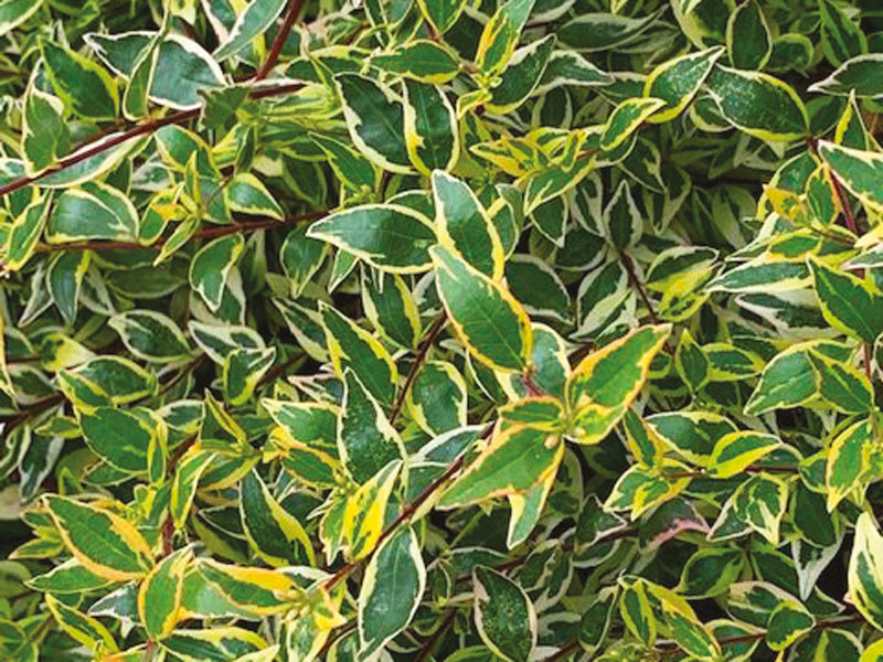 ABELIA chinensis ‘Variegata’ - Vins Rouges Harmonieux pour Chaque Occasion ABELIA chinensis ‘Variegata’ - Vins Rouges Harmonieux pour Chaque Occasion