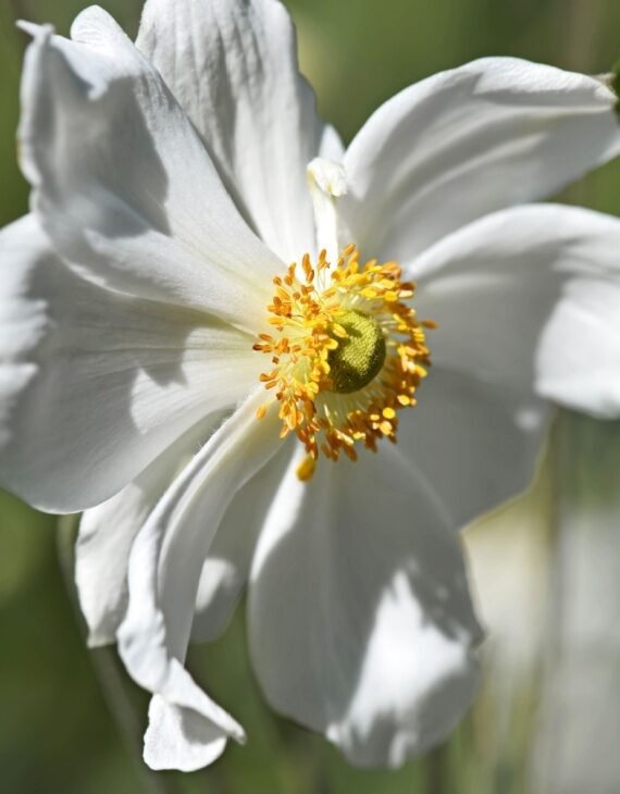 Anemone x hybrida Honorine Jobert – Anémone du Japon - Vins Rouges Harmonieux pour Chaque Occasion Anemone x hybrida Honorine Jobert – Anémone du Japon - Vins Rouges Harmonieux pour Chaque Occasion