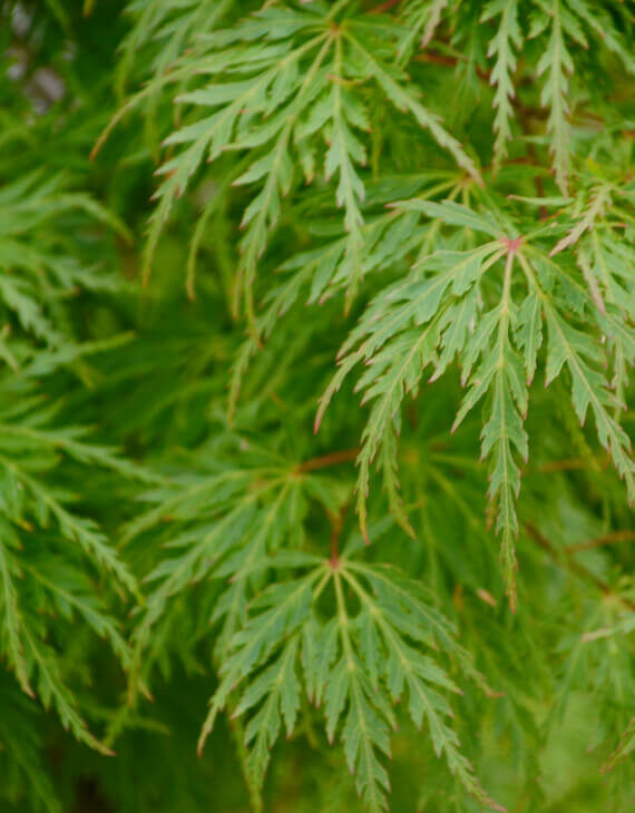 Acer palmatum Dissectum – Érable du Japon - Vins Rouges Harmonieux pour Chaque Occasion Acer palmatum Dissectum – Érable du Japon - Vins Rouges Harmonieux pour Chaque Occasion