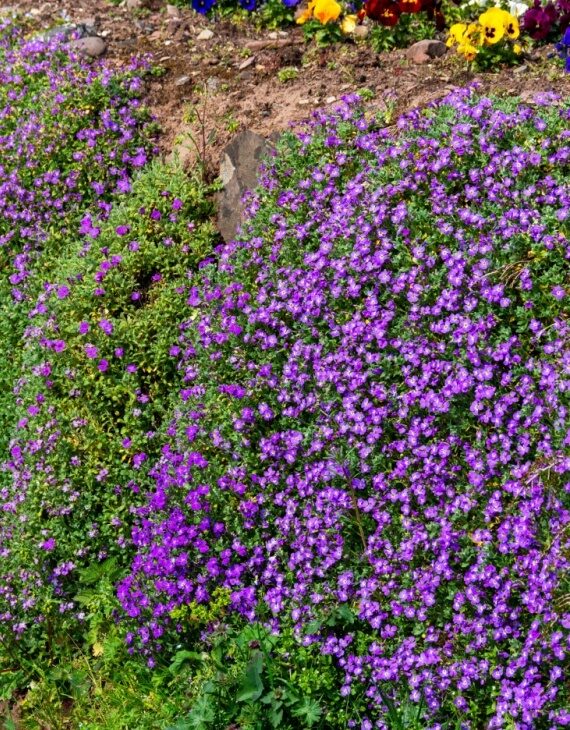 Aubrieta Cascade Blue – Aubriète bleue - Vins Rouges Harmonieux pour Chaque Occasion Aubrieta Cascade Blue – Aubriète bleue - Vins Rouges Harmonieux pour Chaque Occasion
