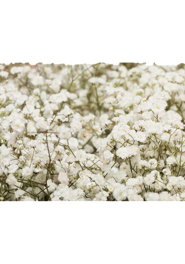 Affiche Gypsophile petites fleurs blanches aériennes - Vins Rouges Harmonieux pour Chaque Occasion
