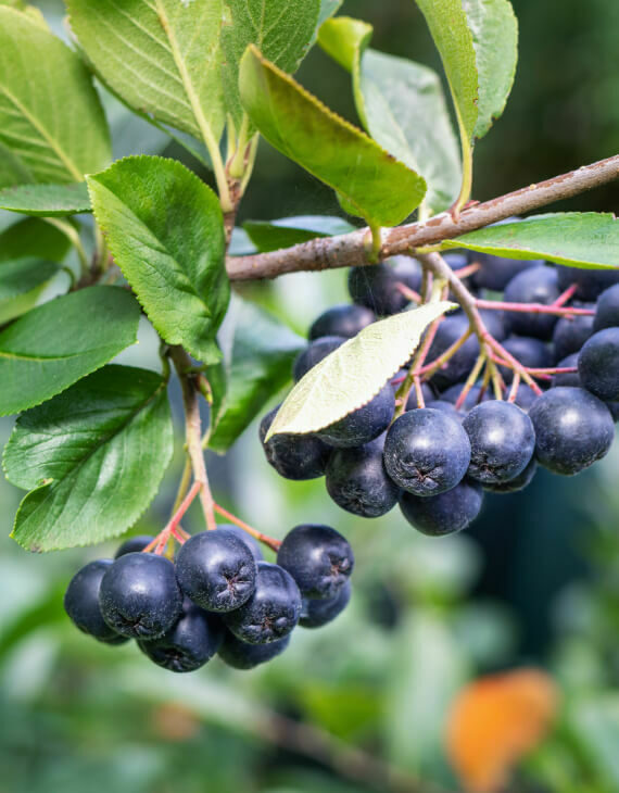 Aronia melanocarpa – Aronie à fruits noirs - Vins Rouges Harmonieux pour Chaque Occasion Aronia melanocarpa – Aronie à fruits noirs - Vins Rouges Harmonieux pour Chaque Occasion