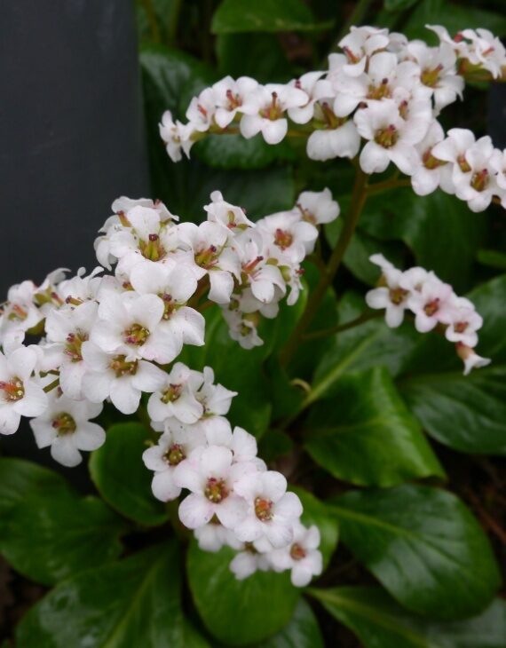 Bergenia Bressingham White – Bergénie blanche - Vins Rouges Harmonieux pour Chaque Occasion Bergenia Bressingham White – Bergénie blanche - Vins Rouges Harmonieux pour Chaque Occasion
